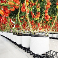 Système complet de serre agricole hydroponique multi-spans économique pour la culture de tomates, de fraises et de concombres, système de culture en verre
