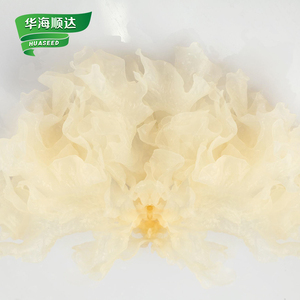 <span class=keywords><strong>เห็ด</strong></span>หูหนูขาว<span class=keywords><strong>แห้ง</strong></span>มาตรฐานส่งออก ราคาโรงงาน - Product Image 2