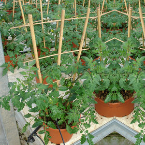 Étagère <span class=keywords><strong>en</strong></span> treillis de bambou, pôle <span class=keywords><strong>en</strong></span> bambou fini pour plantes, économique, vente <span class=keywords><strong>en</strong></span> gros - Product Image 1