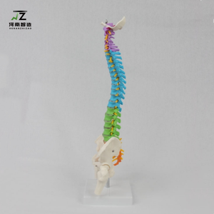 Modelo de Columna Vertebral Humana de Alta Calidad y Gran Demanda, con Cinturón de Columna de Color Medio, Hueso Pélvico y Hueso de Pierna (Vertical), para Enseñanza Médica - Product Image 3