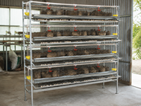 Nouvelle cage à cailles en fil d'acier galvanisé à 5 niveaux pour la production d'œufs avec système d'alimentation, facile à utiliser, garantie 1 an