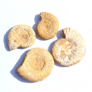 Fósil blanco marroquí Natural, gran oferta, alta calidad - Product Image 6