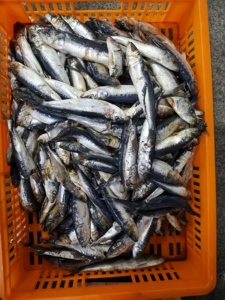 <span class=keywords><strong>ปลา</strong></span>ซาร์ดี<span class=keywords><strong>น</strong></span>ยอดนิยม <span class=keywords><strong>ปลา</strong></span>ซาร์ดี<span class=keywords><strong>น</strong></span>เซเว่นสตาร์ <span class=keywords><strong>ปลา</strong></span>ซาร์ดี<span class=keywords><strong>น</strong></span>แช่แข็งสำหรับอาหารกระป๋อง - Product Image 5