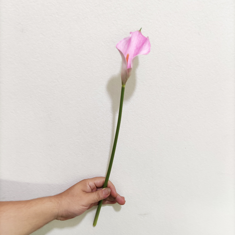 rose YL80450-2