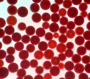 Ausreson Supplementen Astaxanthine In <span class=keywords><strong>Capsules</strong></span> Complex Prijs 12Mg 24 Mg Cosmetische Kwaliteit Groothandel Astaxanthine Capsule - Product Image 4