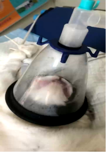 Masques d'anesthésie réutilisables pour animaux de compagnie, masques respiratoires vétérinaires pour chats et chiens, 6 tailles, sans ouverture pour CO2 - Product Image 4
