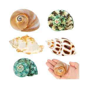 Raw Natural Hermit <b>Crab</b> <b>Shells</b> Sea Conch Size 2.1" 2.8" Opening 0.9" 1.5" Medium Large Turbo Seashells Real Touch DIY Wedding - Product Image 2