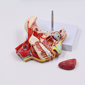 Modelo Anatómico de Cabeza y Rostro Humano SCIEDU, Modelo de Estructura del Nervio Maxilar y Mandibular para Neurología Oral - Product Image 2