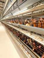 Nouvelle cage à poules entièrement automatique en acier de type H à 345678 étages avec système d'alimentation automatique, adaptée aux poules pondeuses des fermes avicoles