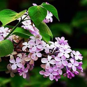 Aceite de clavo de olor de grado alimenticio Natural puro 100%, botella de Extracto de planta de eugenol de alta calidad, contenedor de plástico, pedido mínimo de 1kg - Product Image 3