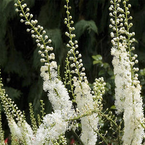 Üretici tedarikçi bitki özü triterpen glikozitler 5:1 10:1, 20:1 karayılan otu özü - Product Image 4