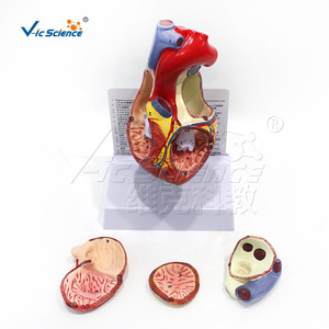 Modèle d'anatomie du cœur humain à grossissement 2x Vic Education, modèle médical d'anatomie du cœur humain à grossissement - Product Image 2