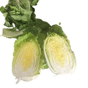 Chinesischer Kohl zum Verkauf: Frische Gemüse direkt vom chinesischen Hersteller – Frischer Rundkohl zum Sonderpreis - Product Image 2