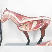 Modelo de disección de venta directa de fábrica, modelo anatómico de animales veterinarios para simulación educativa, modelo de caballo