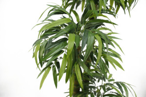 Faux Potted Tree Simulation Plastic Plant 180cm Bambú chino Artificial Bambusa Ventricosa Tree para Home Garden - Product Image 3