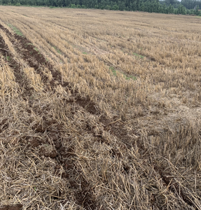 Sembradora de Maíz de 3 Líneas Tipo Dedo de la Marca Shidi, Sembradora de Maíz que Funciona con Tractor de 4 Ruedas - Product Image 6