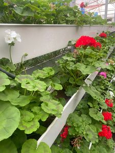 Système d'agriculture verticale hydroponique de grande taille Feuille de PC en PVC pour la culture de fraises, tomates cerises Fournisseur agricole - Product Image 6