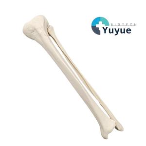 Modelo de Espuma Sólida de Hueso Tibial y Fibular, Simulación de Hueso Tibial y Fibular Humano para Entrenamiento Preoperatorio de Perforación e Implantes Ortopédicos - Product Image 1