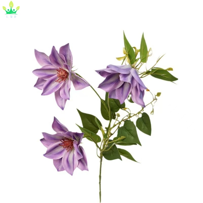 Pourpre