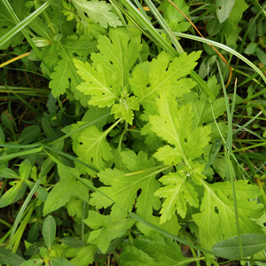 Flores Secas de Crisantemo <span class=keywords><strong>Indicum</strong></span> Amarillo Natural Silvestre Nuevas en Venta - Product Image 3
