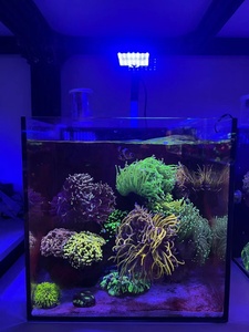 A.S. Smart 12W Flat Panel LED Light Venta al por mayor Marine Fresh Nano Tanks Opciones de color de 3 canales Control de intensidad en caja - Product Image 4