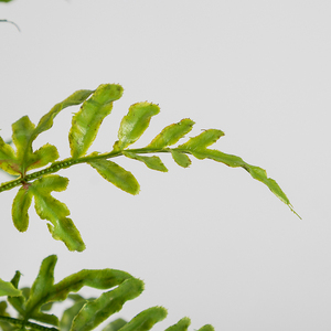 Best-Selling Small Artificial Fern - Cheap Potted Desktop Decoration - Product Image 5