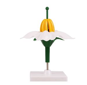 Modèle anatomique pédagogique de fleur de pomme de terre pour usage médical et scolaire - Product Image 1