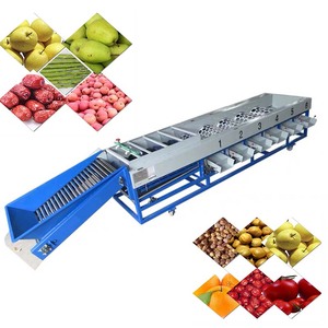 Machine de tri de tomates et de calibrage de fruits à pépins personnalisée, haute qualité, vente chaude - Product Image 6