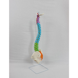 Modèle pédagogique de la colonne vertébrale, de la calotte occipitale et du nouveau bassin, grand format, aux couleurs naturelles - Product Image 3