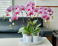 F107SSMML Juego de tubos de orquídeas de plástico brillante Alternativa elegante a los contenedores de flores de metal - Product Image 3