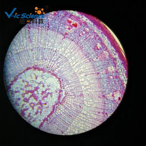 Sección transversal del tallo de una planta dicotiledonosa de espina firme; espécimen experimental para la enseñanza biológica y observación microscópica. - Product Image 2