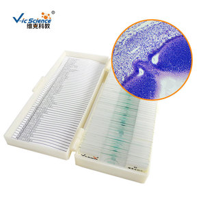 Factory direct supply of biological slides, chicken embryo sections, and <b>microscopic</b> tissue/embryo sections. - Product Image 2