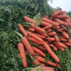 Alta qualidade 2023 mais novo fornecedor de colheita congelada preço de fábrica cenoura orgânica fresca para cenoura fresca por atacado para exportação com GAP
