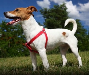 ARNÉS DE PASO PARA PERRO AJUSTABLE FUERTE PRESIÓN GRATIS CÓMODO DECENTE Rojo M - Product Image 5