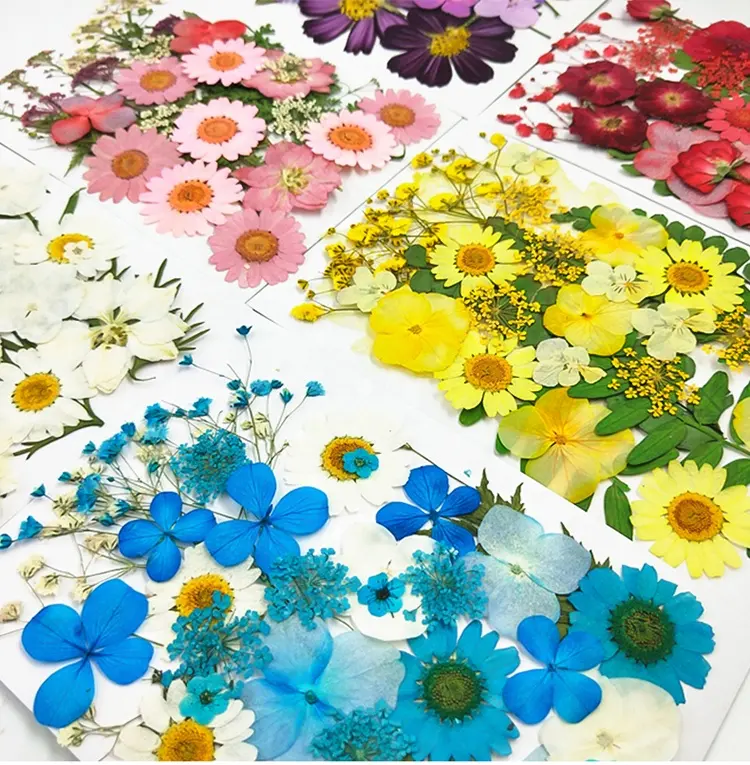 Sevenstar ucuz Mini preslenmiş çiçek seti yaprakları çerçeve korunmuş kuru doğal kurutulmuş preslenmiş çiçek reçine dekorasyon
