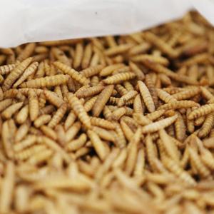 Larvas de Mosca Soldado Negra Orgánicas Bioforte, Alta en Proteínas, Sin Olor, Esterilizadas por Microondas, Alimento para Aves de Corral, Pollos y Patos - Product Image 4