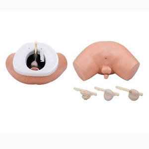 Model anatomi ujian prostat manusia pendidikan manekin pengajaran medis untuk pemeriksaan prostat - Product Image 1