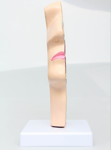 Modèle anatomique de l'enseignement de la médecine, modèle pathologique de l'enseignement du nez, de la bouche et de la gorge humains - Product Image 5