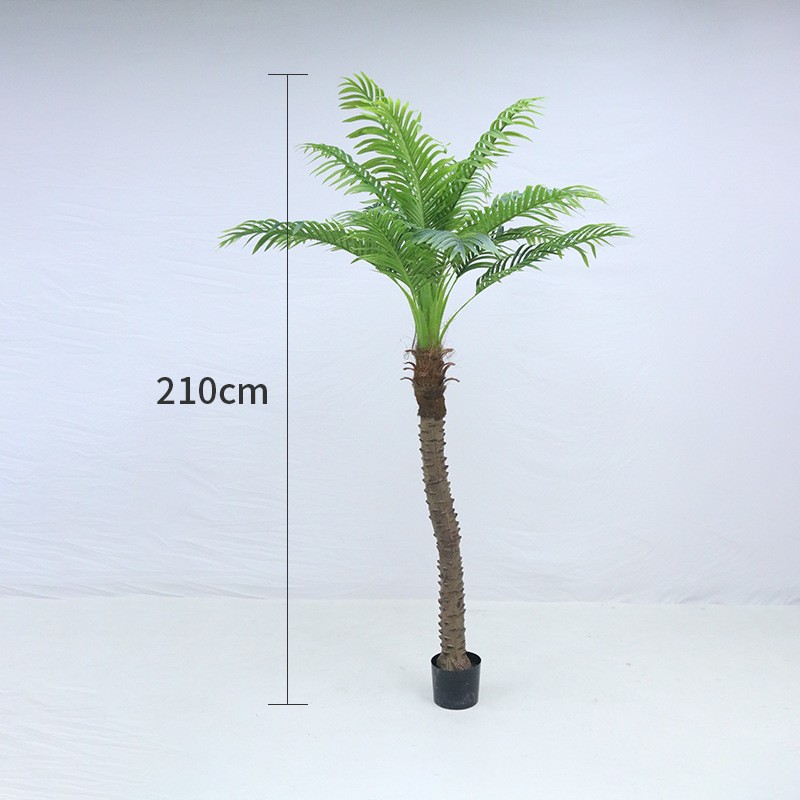 Nouveau cocotier 210cm