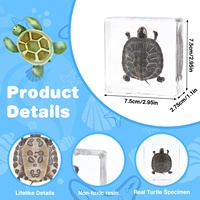 Tortue de taxidermie artisanale en résine cristalline emballée dans de l'acrylique pour un cadeau interactif de ressources éducatives pour les amateurs de sciences