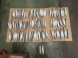 X1654 الشركة المصنعة IQF scompber Japonicus Land Fish 8-10 روض - Product Image 6