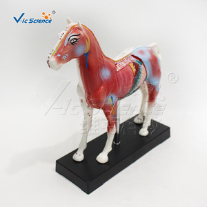 Modèle simulé de points d'acupuncture équine avec base et manuel d'instructions - aide pédagogique pour laboratoire - Product Image 1