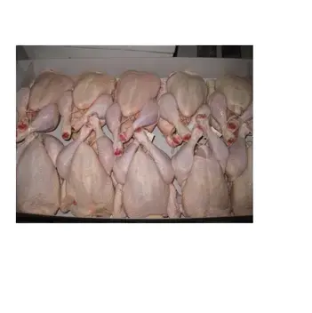 Vente en gros de poulet entier congelé halal à vendre à prix compétitif