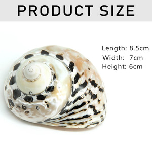 เครื่องขัดเงาธรรมชาติสีดำ King Kong Conch Hermit <span class=keywords><strong>Crab</strong></span> แทนที่ Shell Conche Shell สำหรับขาย - Product Image 2