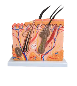 Модель анатомии кожи человека, модель анатомии, структура модели кожи, 50X увеличение с волосами