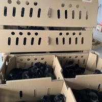 Matériel agricole : Cage de transport pour poussins d'un jour, carton de transport divisé, cage de transport pour poussins