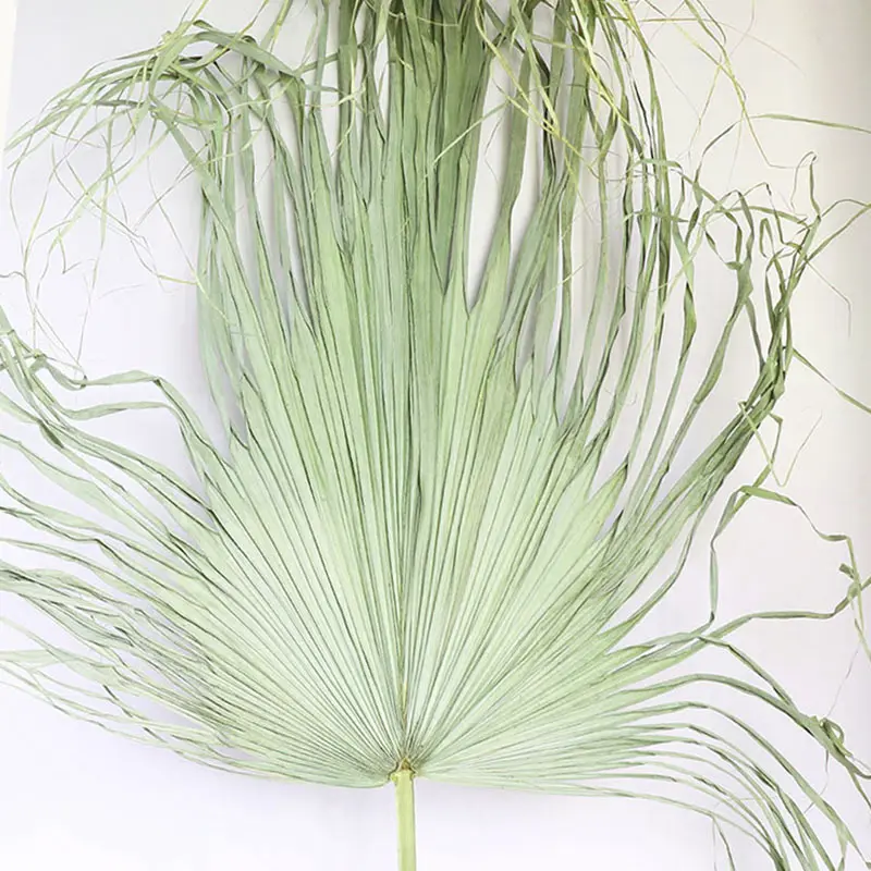 Groothandel Palm Boom Goud Kleur Gedroogde Palm Bladeren Bewaarde Bloemen Voor Bruiloft Decoratie Woondecoratie