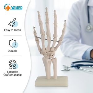 Modello Anatomico del Corpo Umano a Grandezza Naturale in PVC, con Articolazioni e Strutture Ossee della Mano Mobili, per Formazione Medica - Product Image 1