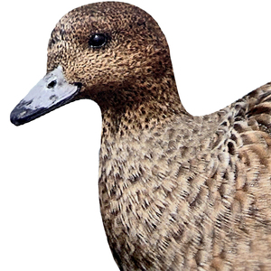 Señuelo de Caza de Patos de Plástico Realista con Postura Personalizable y Flocado Personalizado, Silueta de <span class=keywords><strong>Pato</strong></span> - Product Image 6