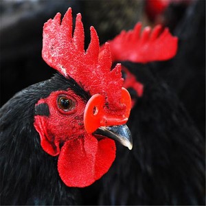 Nuevas <span class=keywords><strong>Gafas</strong></span> de Plástico para Pollos y Protecciones Oculares para Aves de Corral, Rojas, Anti-Picaduras, Protección Ocular para la Alimentación de Aves de Corral, Material PP - Product Image 5